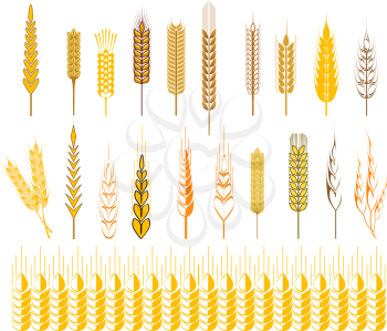Set of icons of ripe golden ears of wheat and cereals conceptual of farming, agriculture and staple foodstuffs, vector design elements
