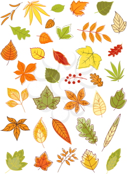 Colorful autumn leaves in a variety of shapes, colors and sizes, vector illustration isolated on white