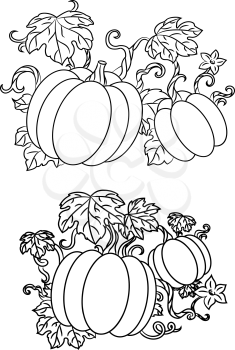Black and white line drawings of pumpkins growing on trailing vines with leaves for halloween design, vector illustration isolated on white