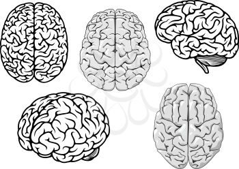 Black and white human brains showing different orientations for a medical and science design concept