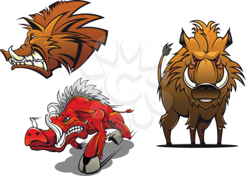 Forest wild boars cartoon mascots showing red and brown angry pigs with ruffled fur and aggressive grin for tattoo or comic design