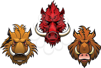 Cartoon fierce wild boar characters with menacing curved tusks and irate eyes