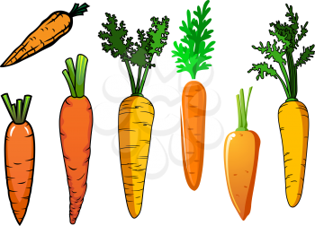 Fresh isolated orange carrot vegetables with lush green leaves for food and nutrition design