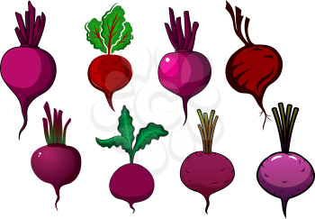 Garden purple beets and beetroots vegetables with sappy stalks and wavy green leaves, for fresh food or agriculture design