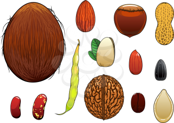 Coconut, almond, hazelnut, pistachio, coffee bean, whole and peeled peanuts, sunflower and pumpkin seeds, walnut, common beans with pod isolated on white. Cartoon style
