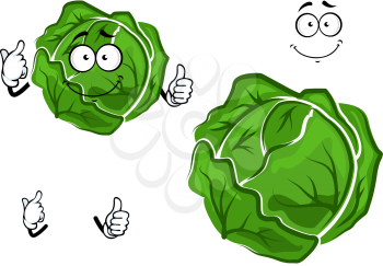 Isolated cartoon green cabbage vegetable with hands and face, for harvest or cooking concept design