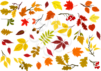 Colorful set of autumn leaves, acorns, berries and tree branches for seasonal design. Isolated on white background