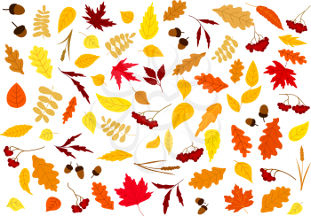Colorful autumn leaves, herbs, berries and acorns set isolated on white. for seasonal design