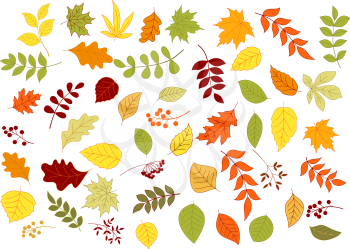 colorful autumnal leaves, herbs, seeds and berries isolated on white background