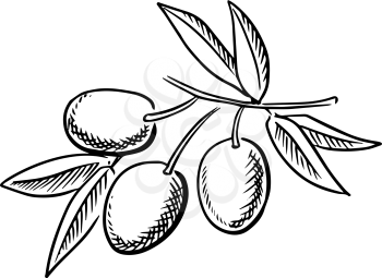 Branch of ripe olives, isolated on white background, for agriculture and food themes. Hand drawn sketch style, not trace