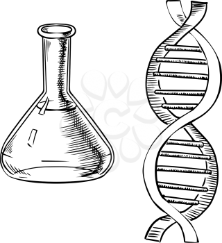 Laboratory flask and model of DNA helix isolated on white background for science theme design. Outline sketch style