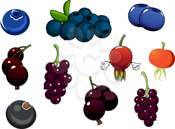 Fresh healthy organic blueberries, blackcurrant bunches and red briars fruits isolated on white