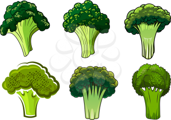 Green organic healthy broccoli vegetables with branchy stems and tight curly heads, isolated on white. For vegetarian food, cooking or agriculture design