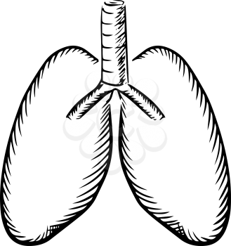 Healthy human lungs with trachea sketch icon, for medical or healthcare themes design