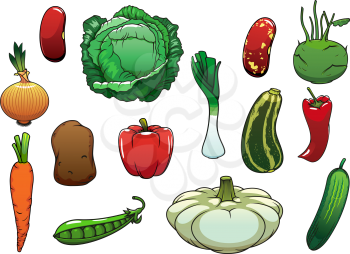 Healthy organic cabbage, carrot, pepper, potato, onion, cucumber, zucchini, pea, pattypan squash, leek, kohlrabi, common bean vegetables. For agriculture or vegetarian food themes design