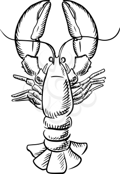 Atlantic ocean lobster with raised claws and big tail, for seafood theme menu in sketch style