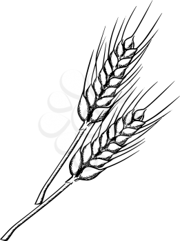 Organic farm ears of wheat with ripe grains and stems, isolated on white. Sketch style