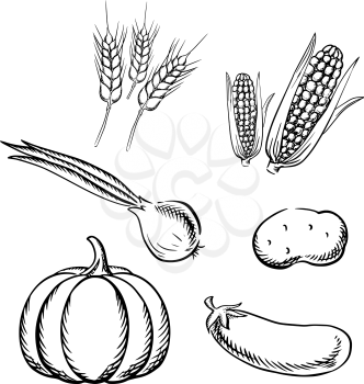 Ripe autumn pumpkin, corn cobs, potato, green onion, eggplant vegetables and wheat ears. Sketch icons for vegetarian food or healthy nutrition themes design