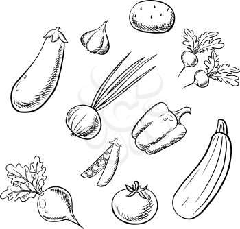 Organic farm sketched vegetables with potato, tomato, onion with spicy leaves, sweet bell pepper, pea pod, zucchini, eggplant, pungent radishes, garlic and beet. Addition to recipe book or agriculture