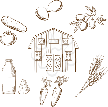 Farming and agriculture sketch design showing various crop arranged in a circle around a barn. Tomato, olives, wheat, carrots, eggs and dairy products vector sketches