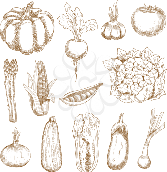 Ripe farm tomato and corn, onion and garlic, eggplant and beet, pumpkin and chinese cabbage, zucchini and pea pod, cauliflower and asparagus vegetables. Sketches in vintage engraving style