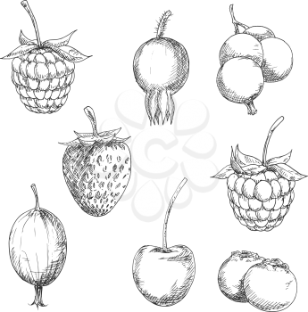 Berry fruits sketches of sweet strawberry and raspberry, currant and gooseberry, blackberry and cherry, blueberry and briar fruits. Kitchen accessories, retro stylized recipe book or agriculture desig
