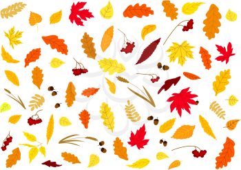 Autumnal leaves, herbs, acorns and berries set isolated on white. For holiday and seasonal design