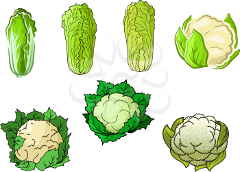 Sappy green cauliflower and chinese cabbage vegetables with crunchy leaves and tasty creamy inflorescences for healthy vegetarian food or agriculture design, cartoon style