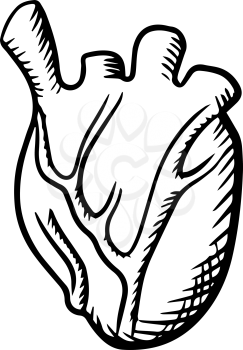 Human heart anatomy icon with detailed arteries and veins isolated on white background. For cardiology or healthcare themes  design, sketch style
