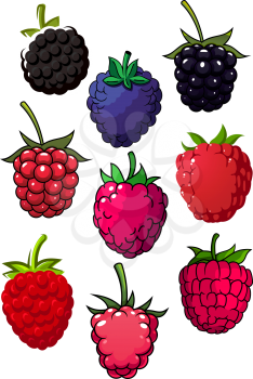 Bright red juicy raspberry and blackberry fruits with green lush stalks for healthy food or agriculture theme