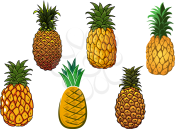 Tropical juicy yellow pineapple fruits with crowns of spiky green leaves isolated on white background