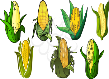 Bright yellow sweet corn or maize vegetable cobs, covered by green leaves, for agriculture or vegetarian food themes