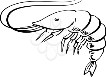 Sketch of fresh marine shrimp or prawn with long curved antennae, for seafood menu or underwater wildlife theme. Sketch illustration