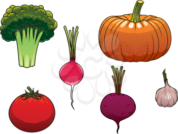 Healthy ripe farm orange pumpkin, red tomato, green broccoli, pink radish, purple beet and garlic vegetables isolated on white