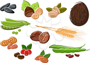 Coconut, walnuts, peanuts, roasted and fresh coffee beans, pistachios, almonds, green pods of sweet pea and beans, sunflower seeds, hazelnuts and wheat ears