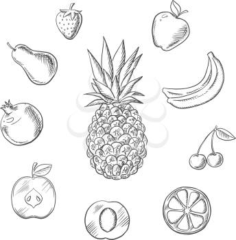 Fresh fruits and berries with tropical pineapple, surrounded by whole and sliced apples, orange, apricot, lemon, bananas, pear, pomegranate, strawberry and cherry. Vector sketch