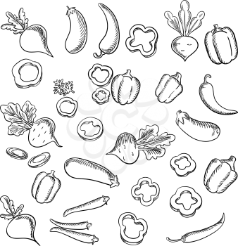Fresh beets with lush haulms, chili peppers and eggplants, sliced and whole bell peppers vegetables sketch icons