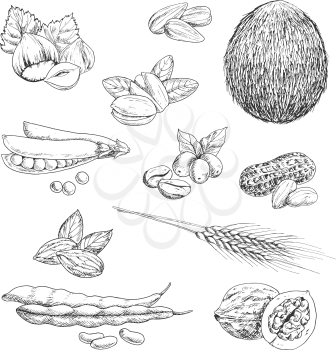 Healthful peanut and hazelnut, coffee beans and whole coconut, pistachios and almond, pea pod and walnut, beans and wheat ears, sunflower seeds. Sketch icons for healthy food and agriculture design