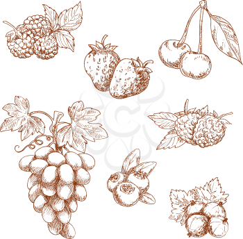 Fruits and berries engraving sketch icons with sweet fragrant strawberry and raspberry, cherry and grape grape, blueberry and gooseberry, blackberries. Recipe book, dessert menu or food themes usage