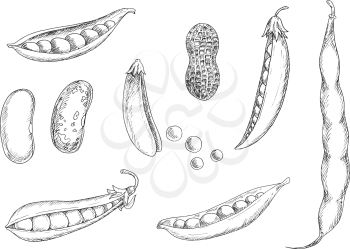 Nutritious fresh peanut in shell, open and closed pods of sweet pea, kidney and pinto beans with dried grains. Sketch icons of legumes for agriculture, harvest, vegetarian food or cooking theme design