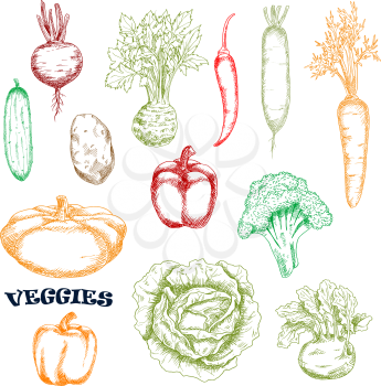 Carrot and cucumber, potato and cabbage, bell and chili peppers, broccoli and beet, pattypan, kohlrabi and radish vegetables sketches in retro style