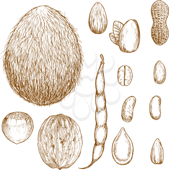  Peanut and hazelnut, coffee beans, almond and coconut, pistachio and walnut, sunflower and pumpkin seeds, pod and common bean sketches. Recipe book and agriculture design usage
