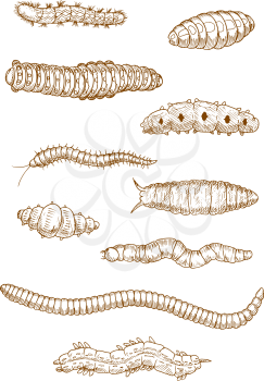 Caterpillars, worms and larvae sketches with top view of crawling insects adorned by camouflage pattern with spots, stripes and spiky hairs