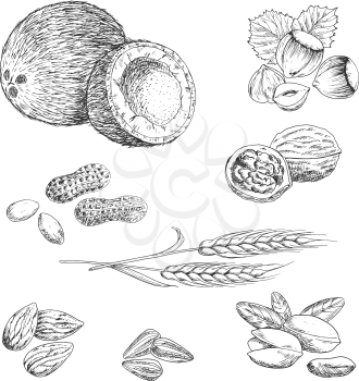 Sketched nuts, beans, seeds and wheat with peanut, coconut, hazelnut and walnut, almond and pistachio, sunflower seeds and wheat ears. Agriculture, vegetarian snack, recipe book design usage