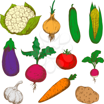 Bright young spring carrot, tomato, radish and onion, cucumber and potato, corn and garlic, eggplant, cauliflower and beet vegetables. Isolated sketches for recipe book or vegetarian menu