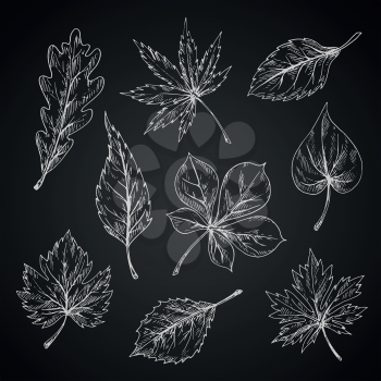 Leaves chalk sketches of maple and oak, birch and chestnut, elm and beech foliage on chalkboard. Nature, ecology or seasonal theme design