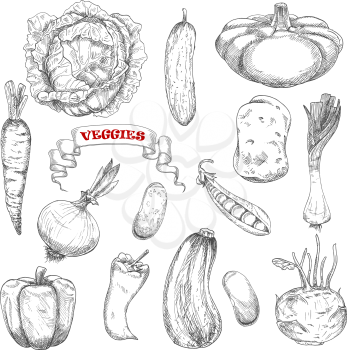 Carrot and cabbage, pepper and cucumber, onion and potato, zucchini and kohlrabi, beans and peas, leek and pattypan squash vegetables sketches. Agriculture, food, farming or recipe book design