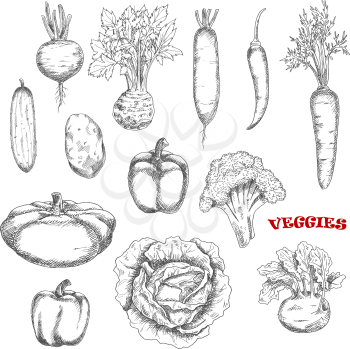 Broccoli and carrot, cabbage and cucumber, hot cayenne and sweet bell peppers, kohlrabi and potato, beet and radish, celery and pattypan squash vegetables sketches. Farming, cooking, agriculture theme