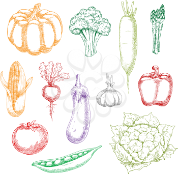 Fresh harvested wholesome broccoli and eggplant, tomato and bell pepper, corn and green pea, garlic and pumpkin, asparagus and cauliflower, beet and daikon vegetables sketches. Agriculture, cooking or