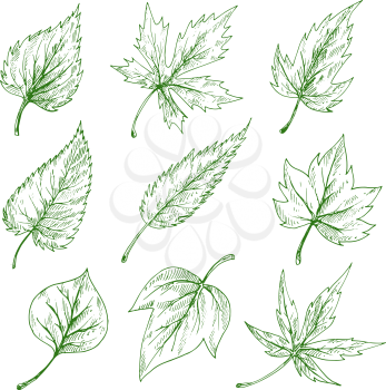 Green leaves sketches of maple and birch, elm, willow and sycamore trees. Nature, botany and ecology themes